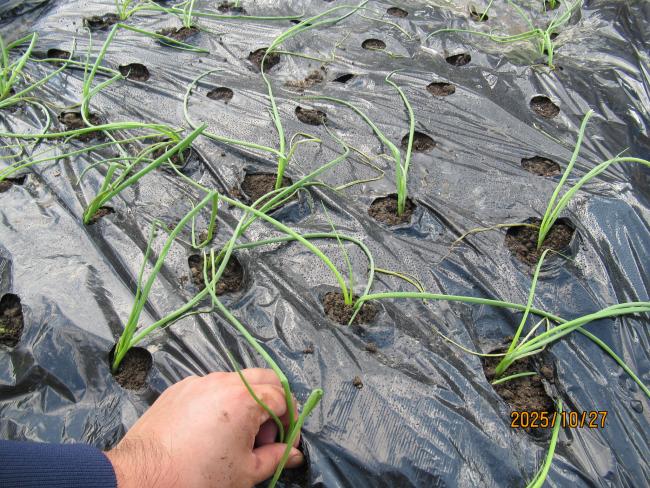玉ねぎの苗