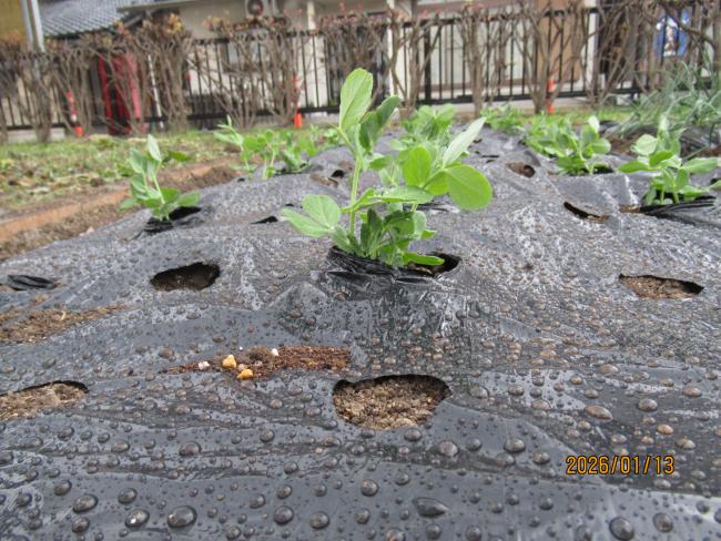 スナップエンドウ1