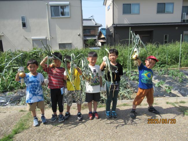 玉ねぎの収穫4