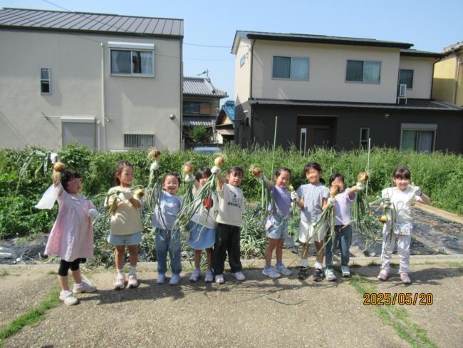 玉ねぎの収穫5