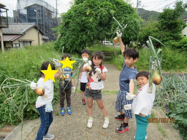 玉ねぎの収穫6
