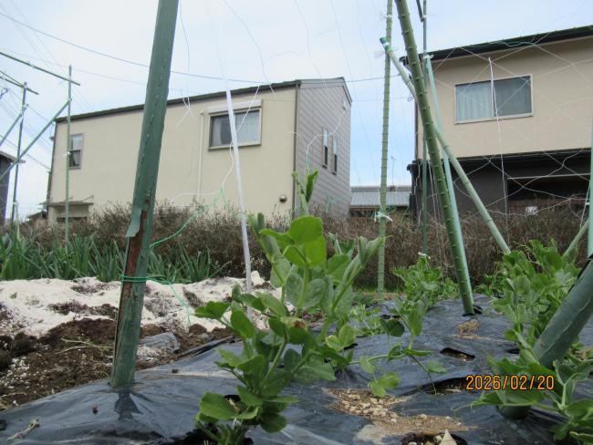 うすいえんどう