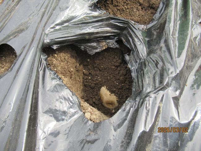 じゃがいも埋める深さ