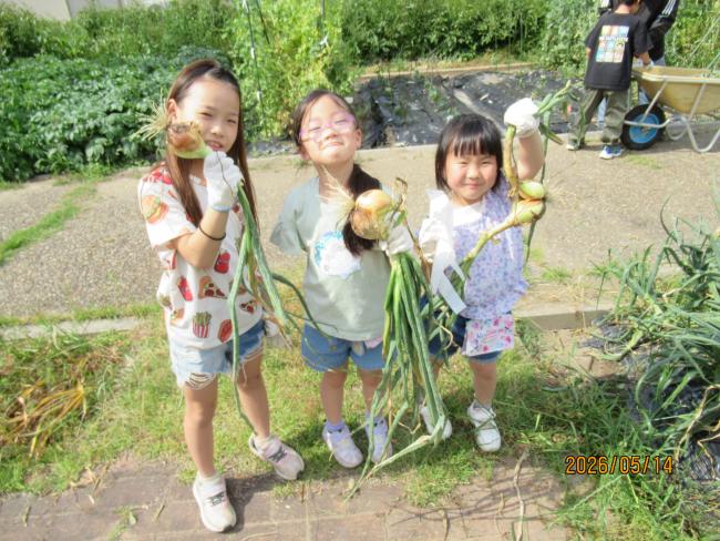 玉ねぎ5