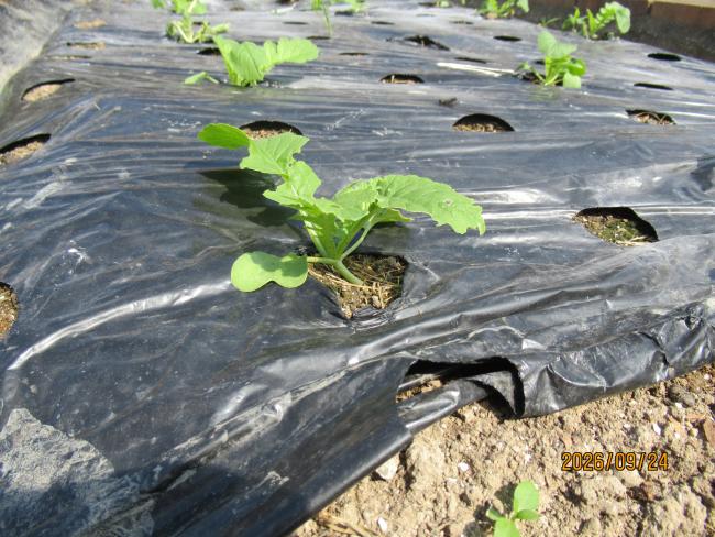丸大根